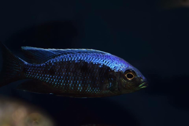 Copadichromis trewavasae 'Likoma Island'